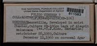 Fuligo cinerea image